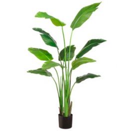 60"TRAVELLER PALM PLANT IN POT