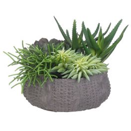 8'' Succulents In Clay Pot