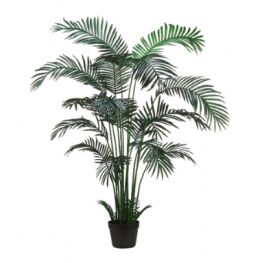 6' Basic Areca Palm Tree